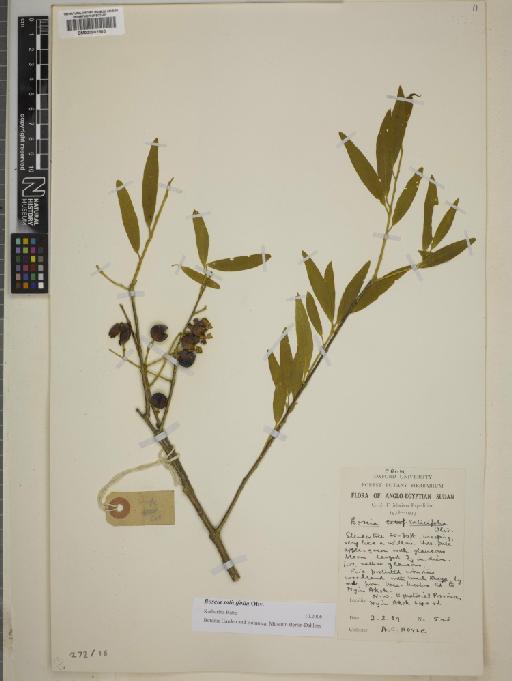 Boscia salicifolia Oliv. - BM000802505