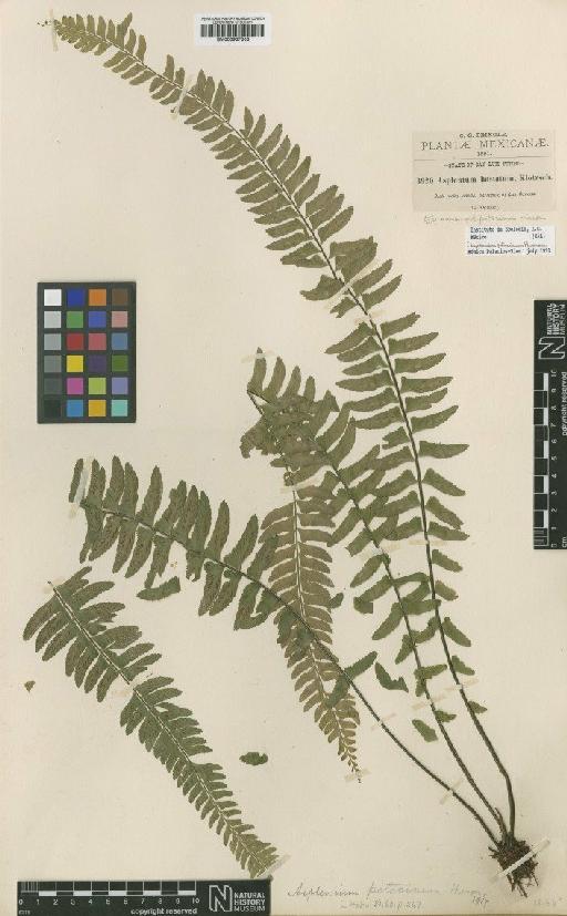 Asplenium potosinum Hieron. - BM000937803