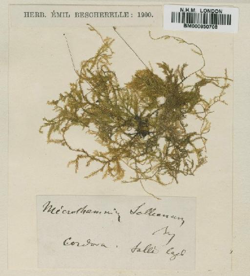 Mittenothamnium salleanum (Besch.) Cardot - BM000850708