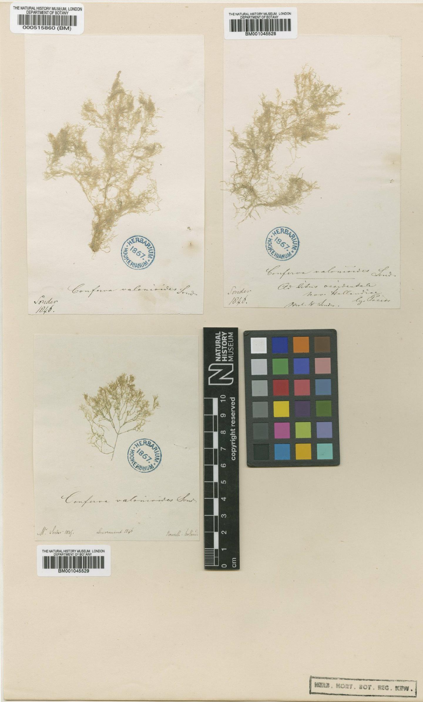 To NHMUK collection (Cladophora valonioides Sonder; Type; NHMUK:ecatalogue:739248)