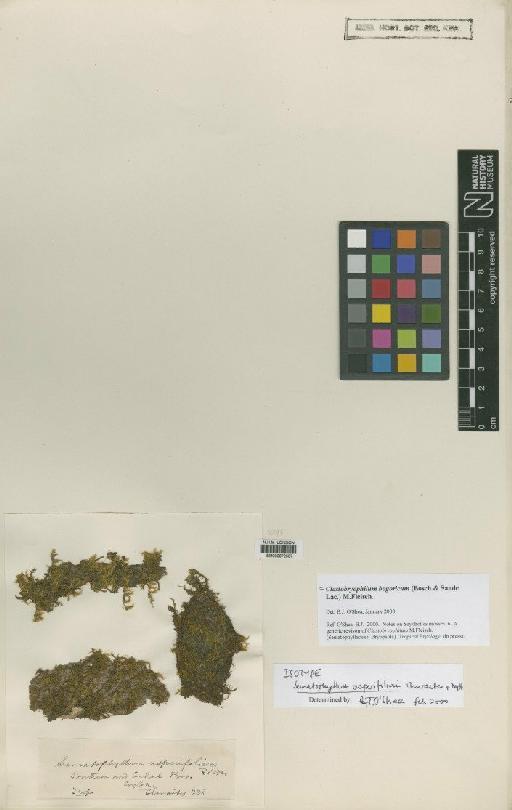 Clastobryophilum bogoricum (Bosch & Sande Lac.) M.Fleisch. - BM000672507