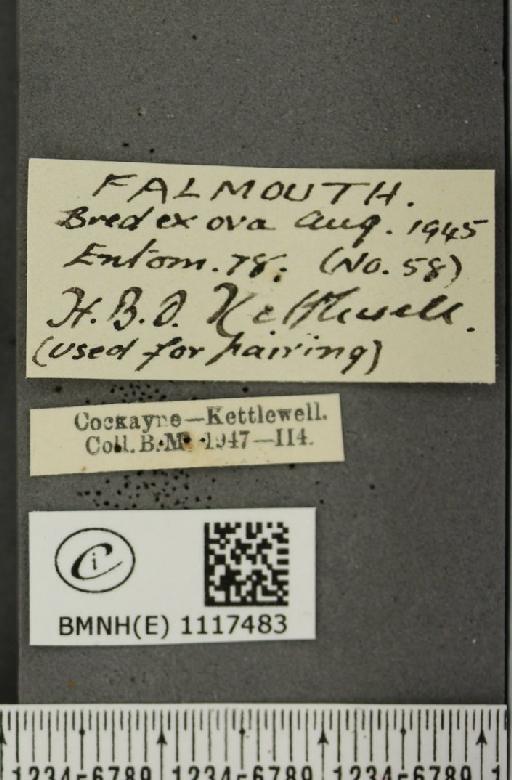 Pontia daplidice (Linnaeus, 1758) - BMNHE_1117483_label_68925
