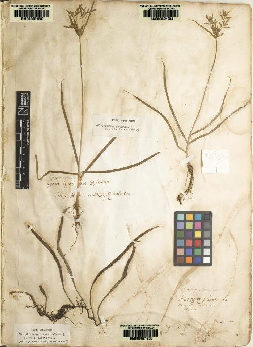 Acrostichum lanceolatum L. - BM000621235