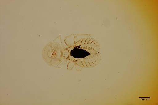 Goniodes bifurcus Tendeiro, 1988 - 010676164_specimen