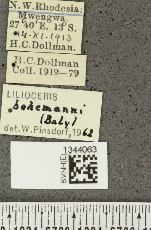 Lilioceris (Lilioceris) bohemani (Baly, 1863) - BMNHE_1344063_a_label_14579