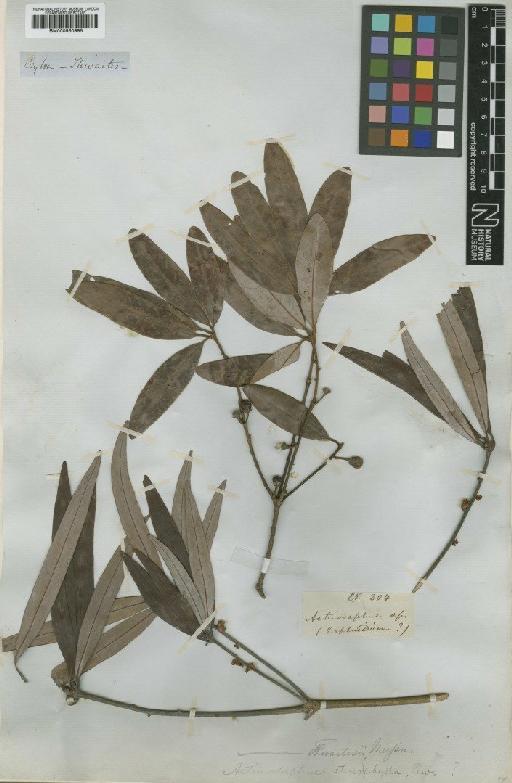 Actinodaphne stenophylla Thwaites - BM000950995