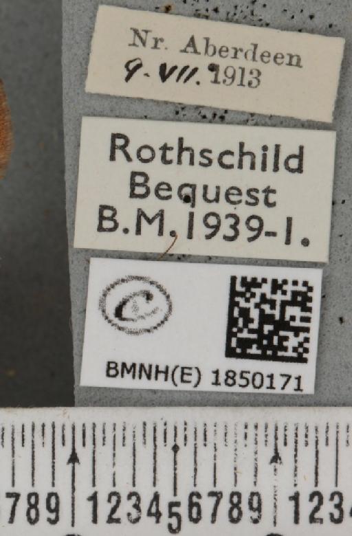 Macaria brunneata (Thunberg, 1784) - BMNHE_1850171_label_423451