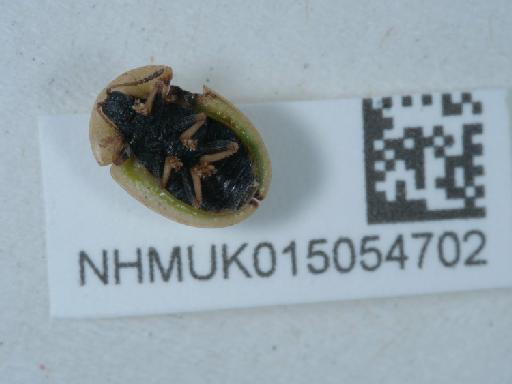 Cassida vibex Linnaeus, 1767 - 015054702_3