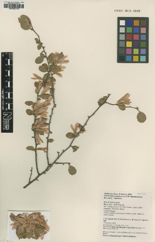 Ruprechtia triflora Griseb. - BM000934737