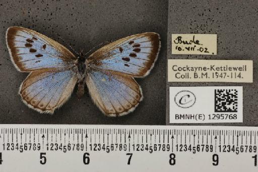 Maculinea arion eutyphron (Fruhstorfer, 1915) - BMNHE_1295768_133555