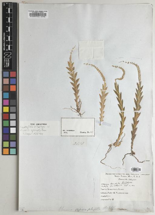 Oberonia aporophylla Rchb.f. - BM001234161