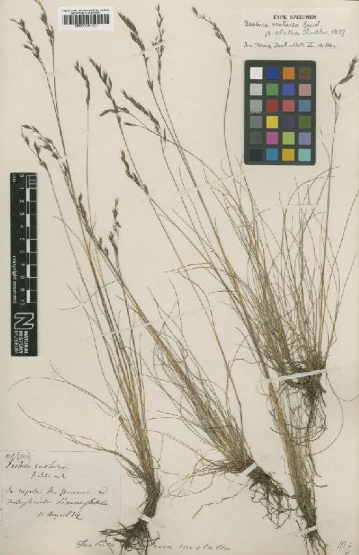 Festuca violacea Gaudin - BM001067221