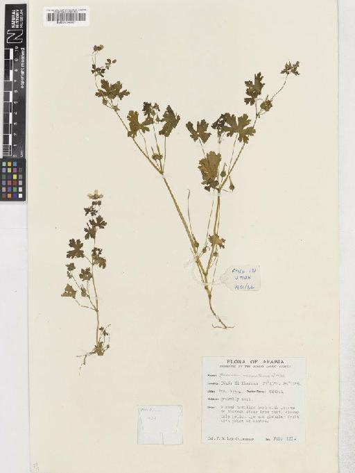 Geranium mascatense Boiss - BM001048891