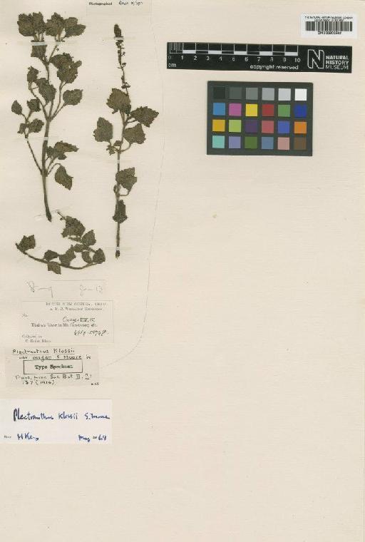 Plectranthus klossii S.Moore - BM000950282