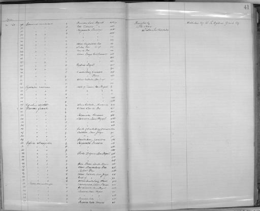 Pyrrhula pyrrhula murina Godman, 1866 - Zoology Accessions Register: Aves (Skins): 1904 - 1905: page 41