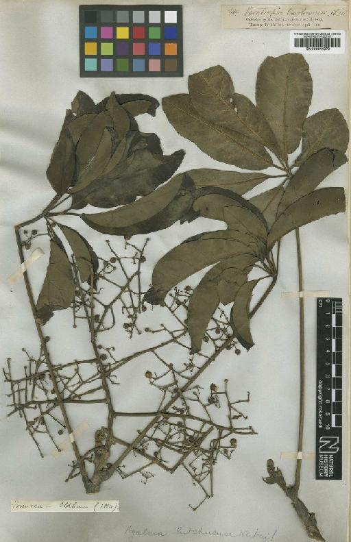 Schefflera heptaphylla (L.) Frodin - BM000944870