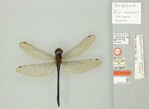 Periaeschna assamemsis Asahina, 1981 - 013322877_dorsal