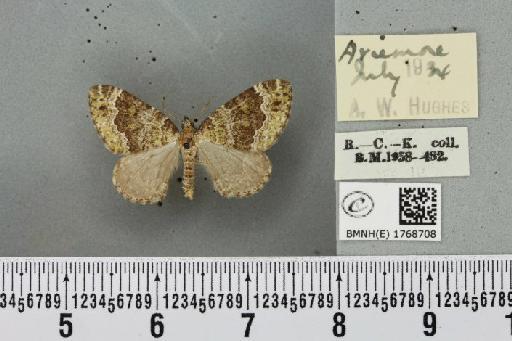 Colostygia olivata (Denis & Schiffermüller, 1775) - BMNHE_1768708_353730