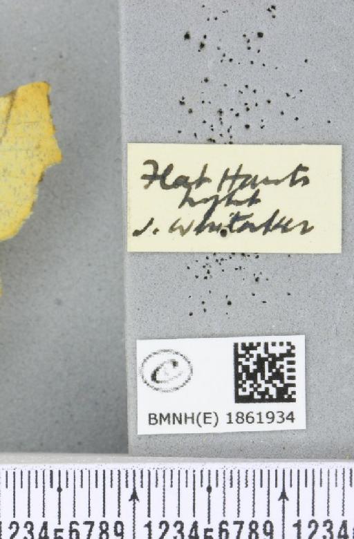 Ennomos alniaria (Linnaeus, 1758) - BMNHE_1861934_a_label_442795