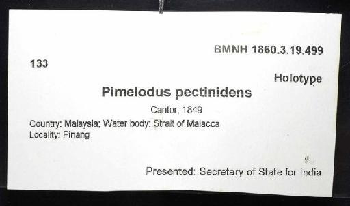 Pimelodus pectinidens Cantor, 1849 - 1860.3.19.499; Pimelodus pectinidens; image of jar label; ACSI project image