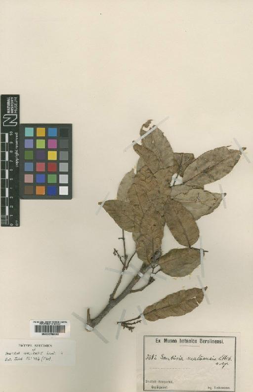 Haplolobus floribundus subsp. floribundus (Schum) H.J.Lam - BM000799056