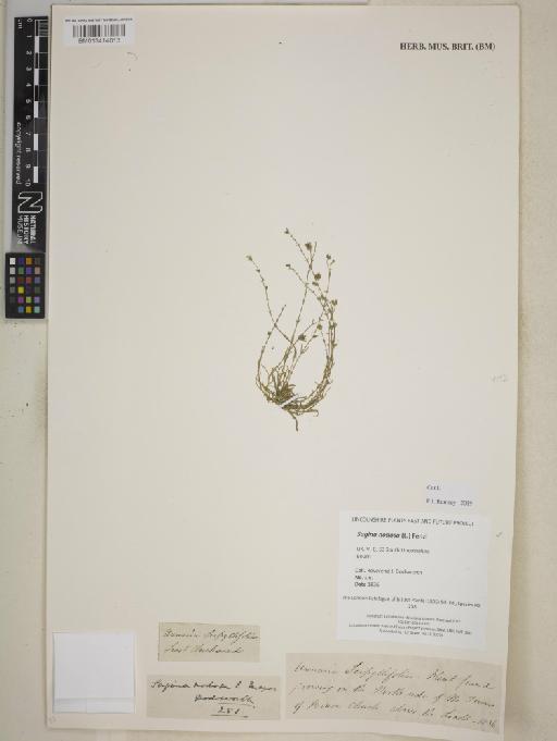 Sagina nodosa (L.) Fenzl - BM013414013