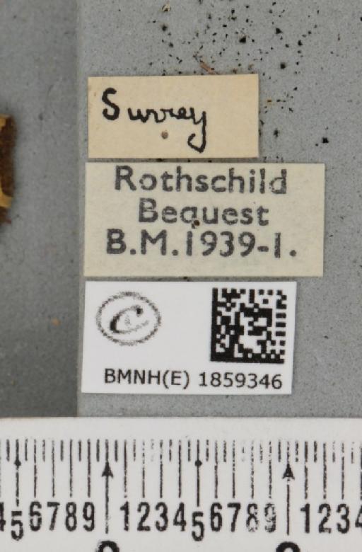 Pseudopanthera macularia ab. xantholeuca Bubaçek, 1926 - BMNHE_1859346_label_429757