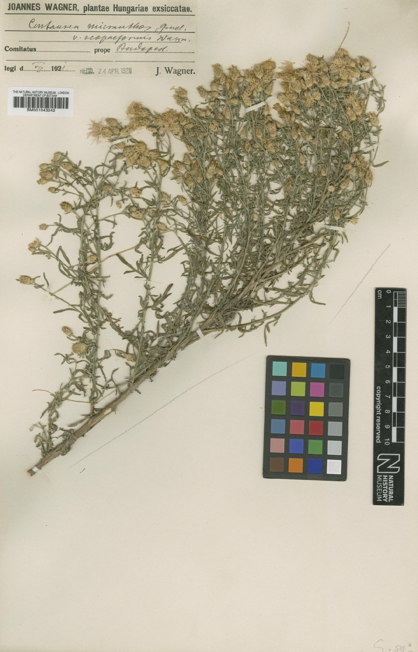 To NHMUK collection (Centaurea biebersteinii subsp. biebersteinii DC.; Type; NHMUK:ecatalogue:1988740)