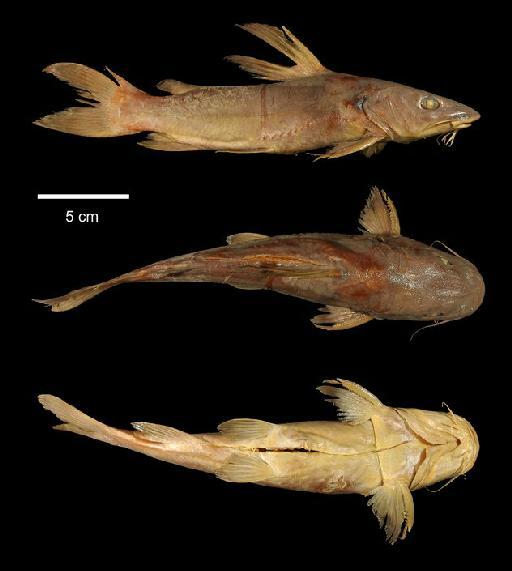 Chrysichthys mabusi Boulenger, 1905 - 1905.11.10.9; Chrysichthys mabusi; type; ACSI Project image