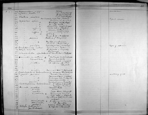 Hirundo senegalensis monteiri - Zoology Accessions Register: Aves (Skins): 1874 -1880: page 22