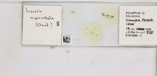 Insnesia nigrivittata Crawford, 1913 - 013482858_117197_1146268_157882_NonType