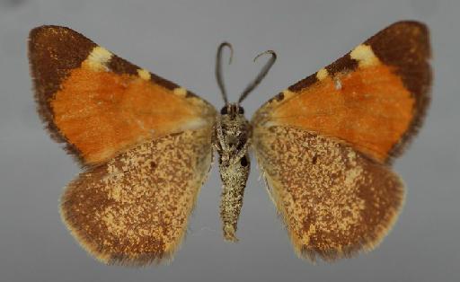 Fidonia edmondsii Butler, 1882 - Fidonia edmondsii Butler male syntype 1378648 ventral