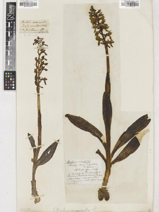 Orchis mascula (L.) L. - BM000954218