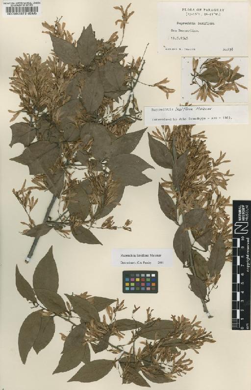 Ruprechtia triflora Griseb. - BM000092572