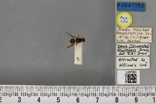 Bactrocera (Bactrocera) decumana (Drew, 1972) - BMNHE_1437255_32209