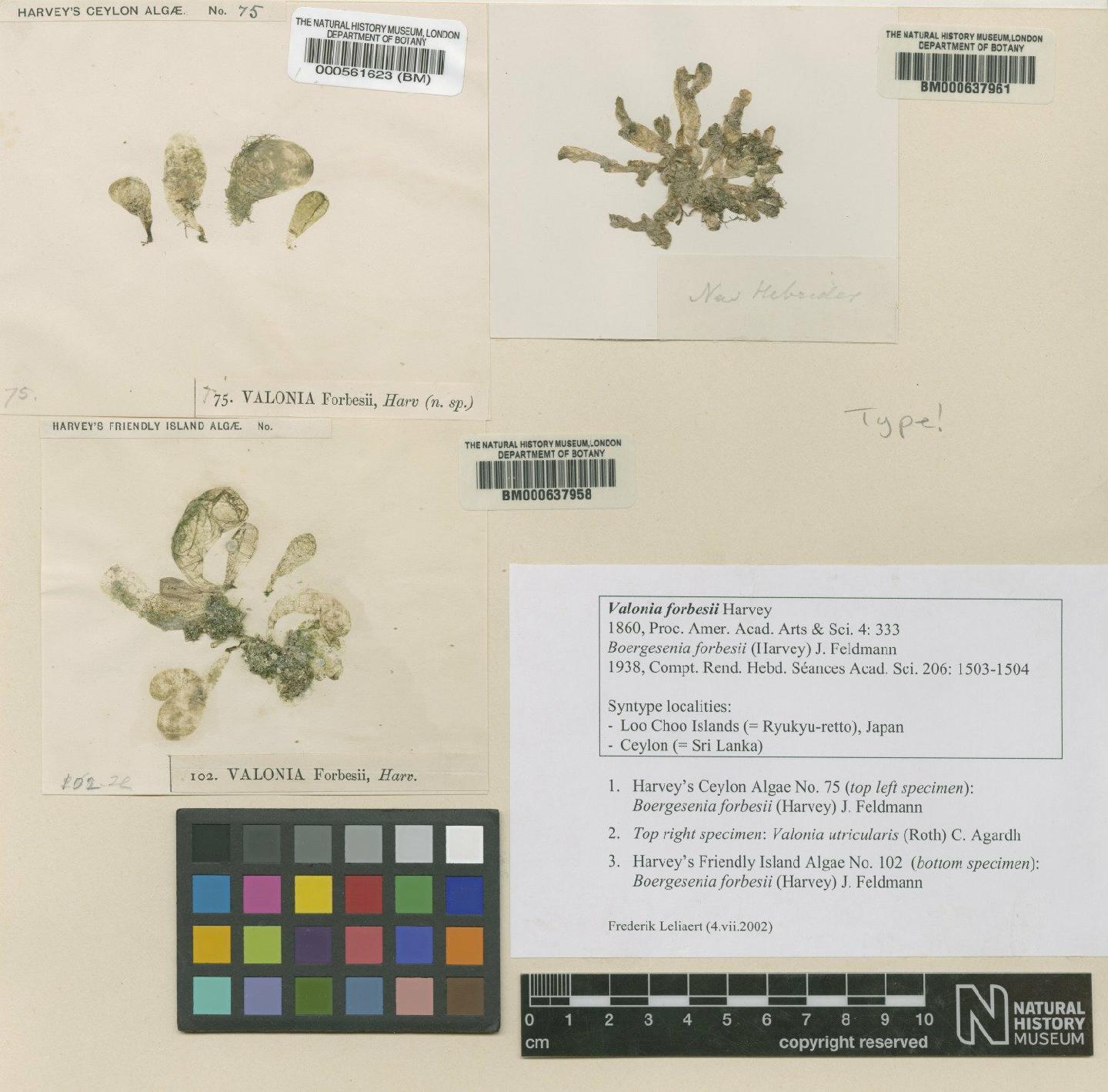To NHMUK collection (Boergesenia forbesii (Harvey) Feldmann; Type; NHMUK:ecatalogue:4829827)