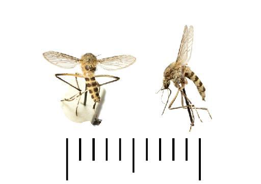 Aedes (Ochlerotatus) caballus (Theobald, 1912) - 23
