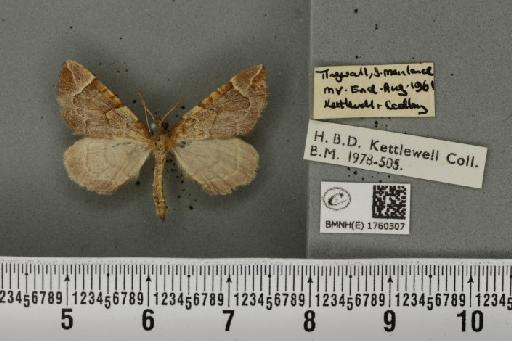 Eulithis testata (Linnaeus, 1761) - BMNHE_1760307_343046