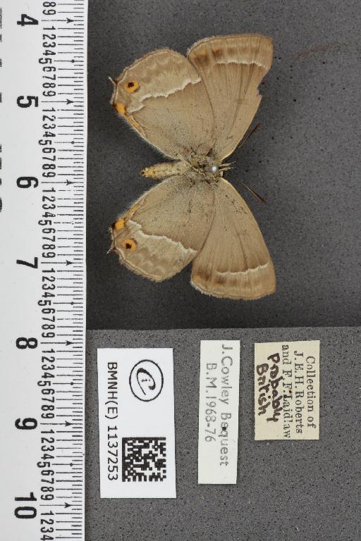 Neozephyrus quercus (Linnaeus, 1758) - BMNHE_1137253_94689