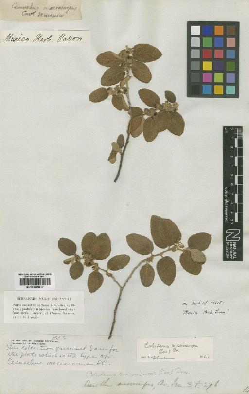 Colubrina macrocarpa (Cav.) DC. - BM000838517