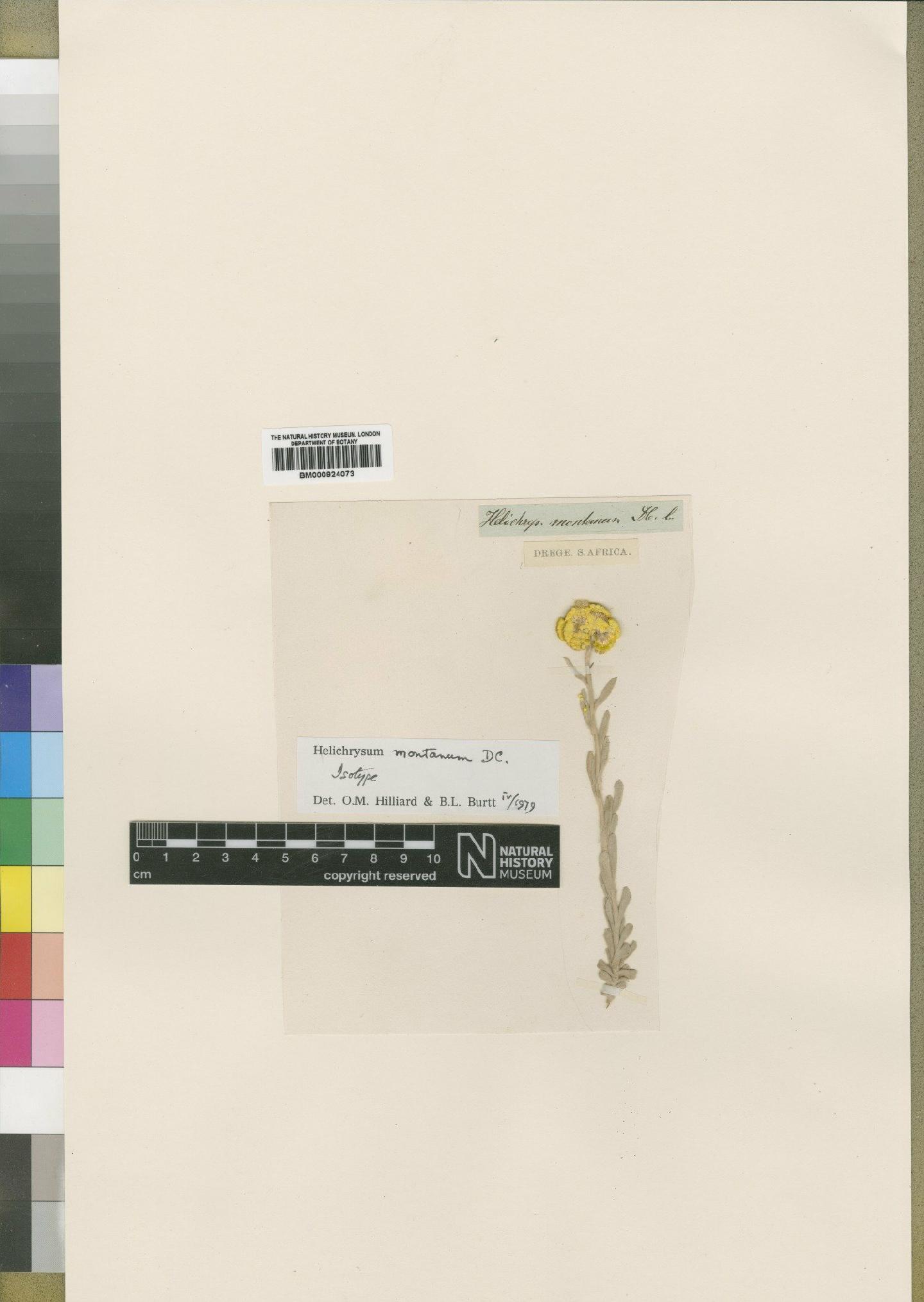 To NHMUK collection (Helichrysum splendidum var. montanum (DC.) Harv.; Isotype; NHMUK:ecatalogue:4529101)