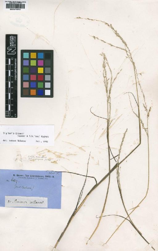 Digitaria brownii (Roem. & Schult.) Hughes - BM000795731