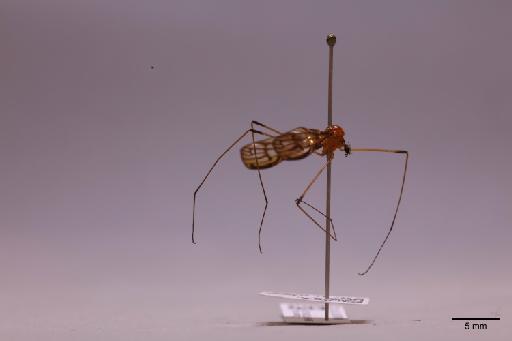 Tipulidae Latreille, 1802 - 013741282_lateral