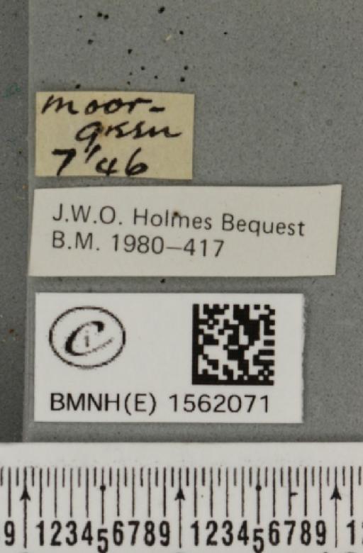 Euproctis similis (Fuessly, 1775) - BMNHE_1562071_label_254107