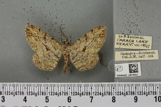 Peribatodes rhomboidaria ab. australaria Curtis, 1826 - BMNHE_1904667_470117