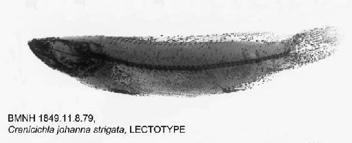 Crenicichla johanna strigata Günther, 1862 - BMNH 1849.11.8.79, LECTOTYPE, Crenicichla johanna strigata