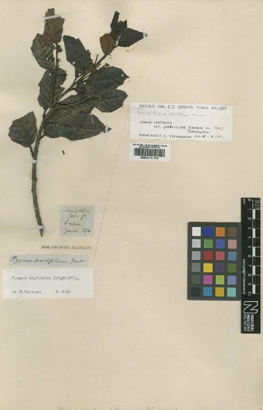 Prunus ceylanica (Wight) Miq. - BM000797905