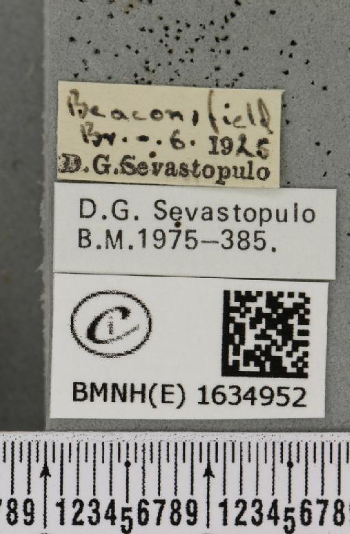 Drepana falcataria (Linnaeus, 1758) - BMNHE_1634952_label_201305