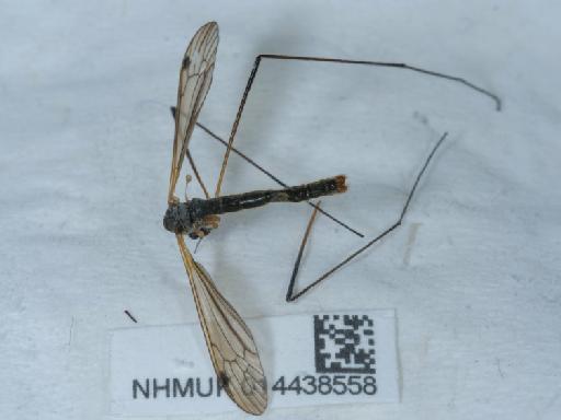 Euphylidorea meigenii (Verrall, 1886) - 014438558_2