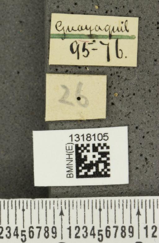 Cosmogramma (Chromodora) kinbergi (Boheman, 1858) - BMNHE_1318105_label_17346